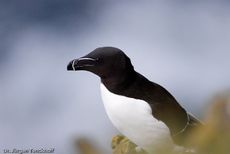 Tordalk (3 von 11).jpg